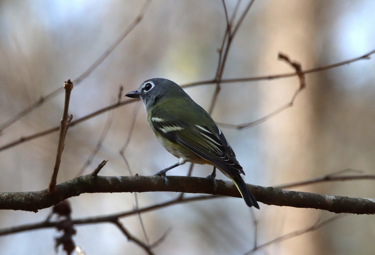 フタスジモズモドキ - ML645271800