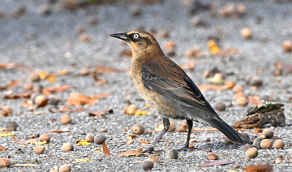 Rusty Blackbird - ML645271801