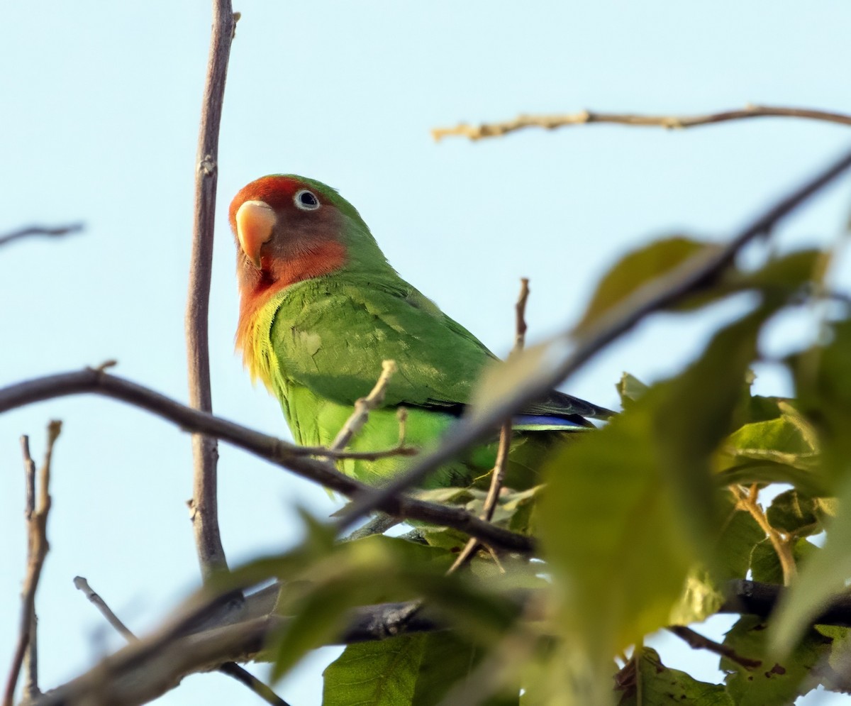 Rosy-faced Lovebird - ML645271803