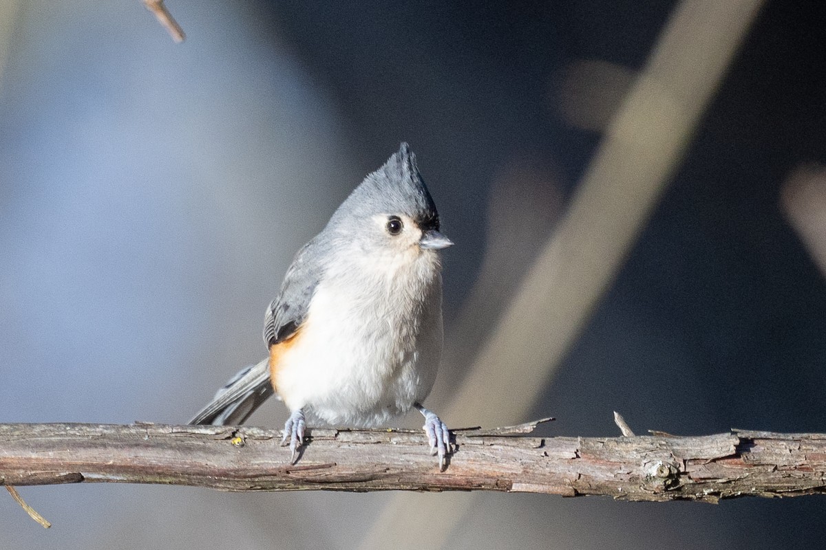 Tufted Titmouse - ML645271807