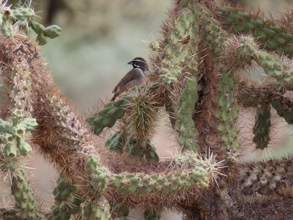 Black-throated Sparrow - ML645271811