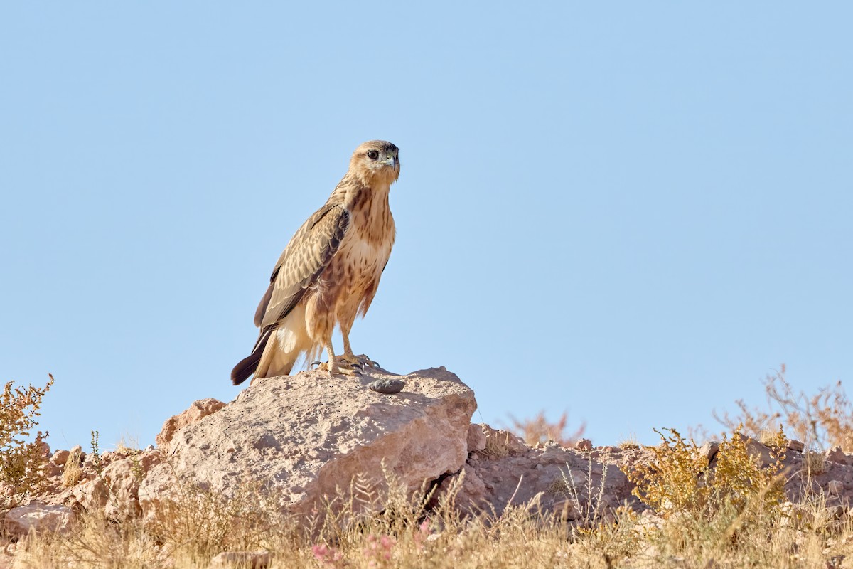 Buse féroce (cirtensis) - ML645271814