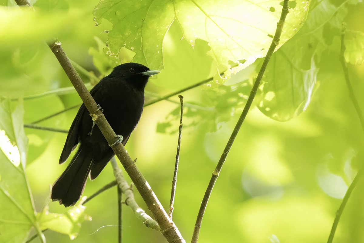 Tahiti Monarch - ML645271825