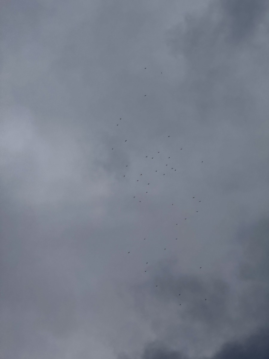 White-collared Swift - ML645271842