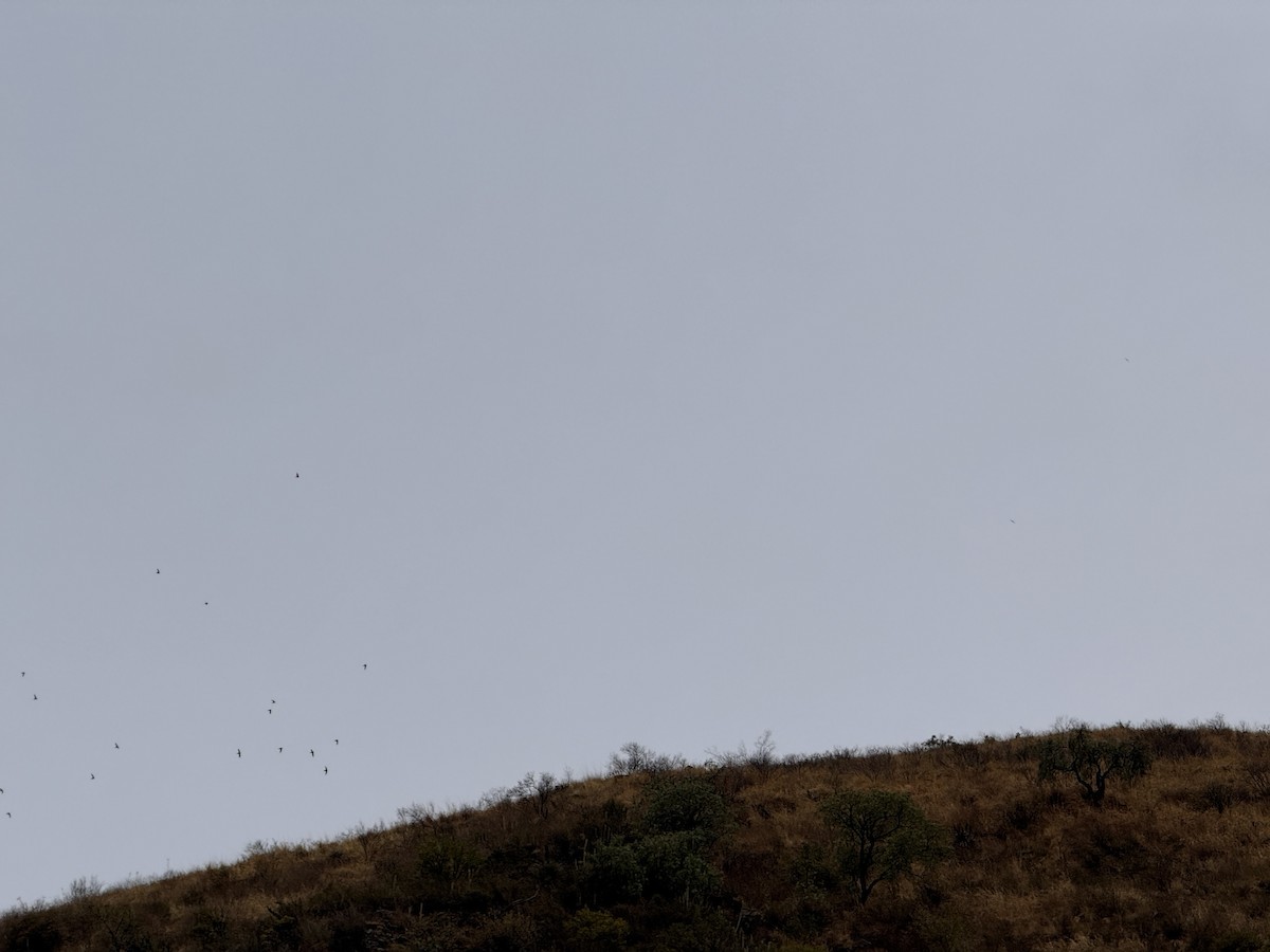 White-collared Swift - ML645271843