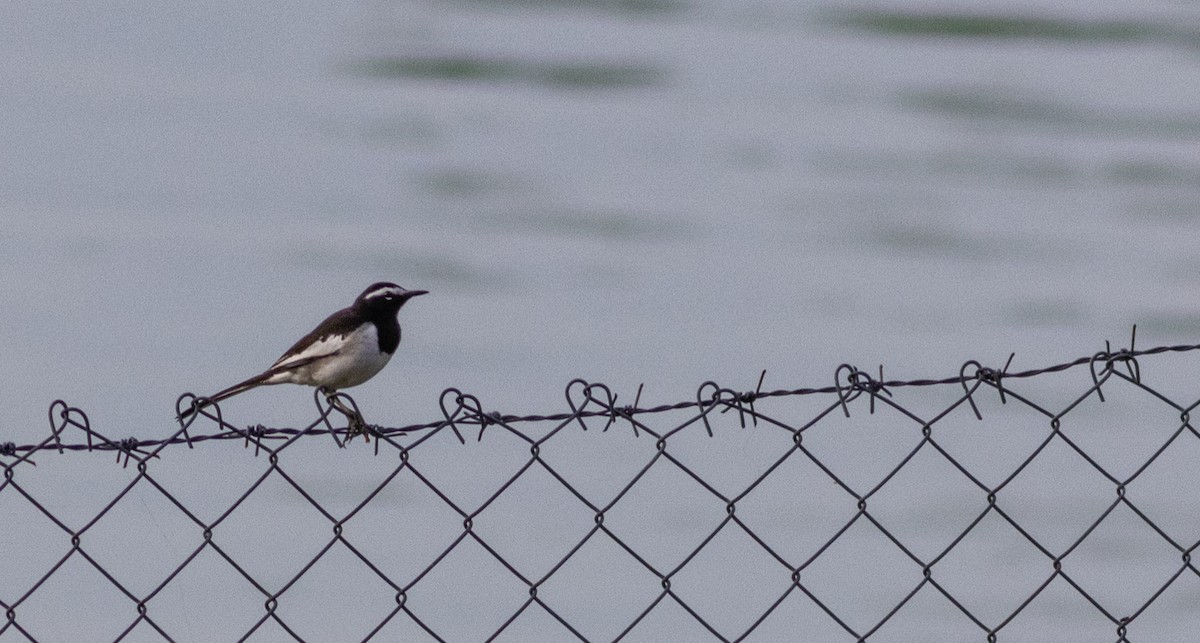 Bergeronnette indienne - ML645271852