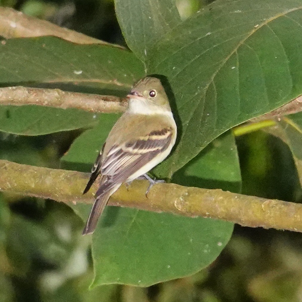 Acadian Flycatcher - ML645271853