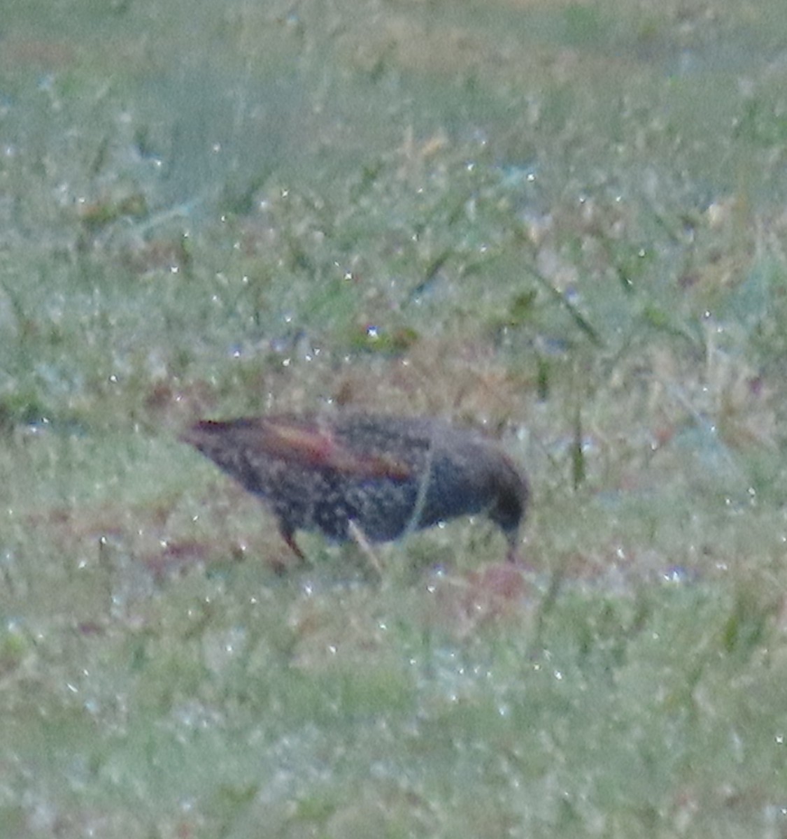 Шпак звичайний - ML645271862