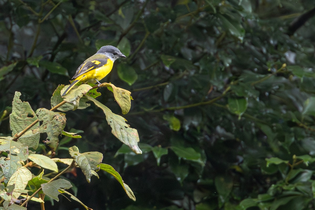 Личинкоїд сірощокий - ML645271863