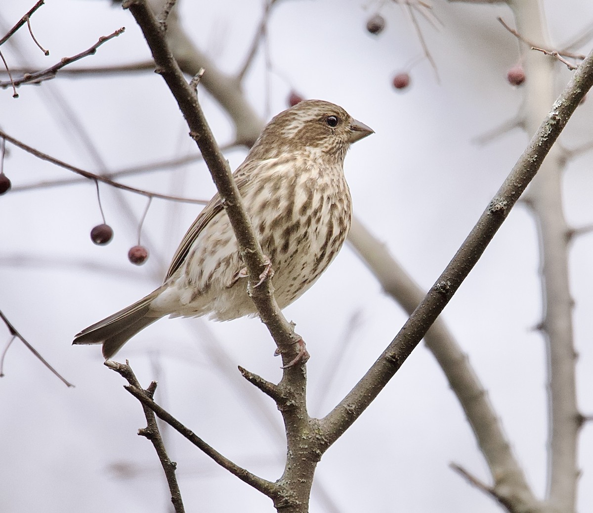 Camachuelo Purpúreo (purpureus) - ML645271864