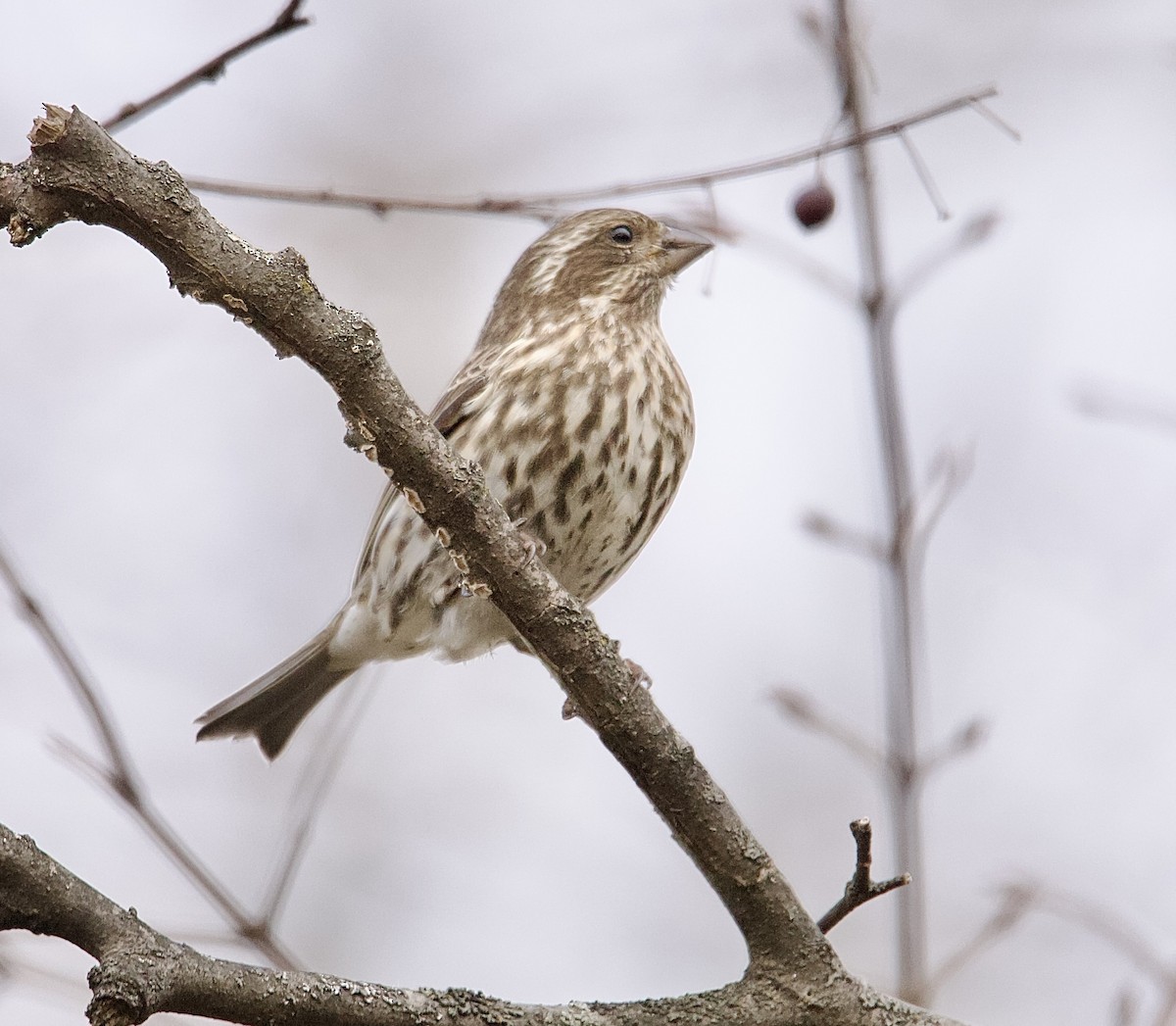 Camachuelo Purpúreo (purpureus) - ML645271865
