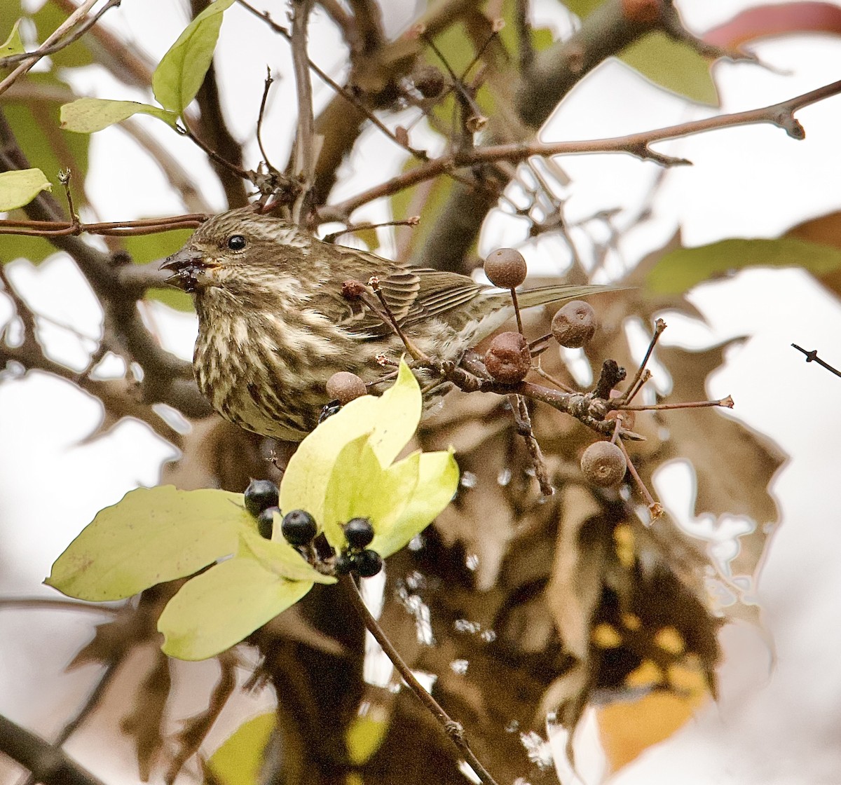 Camachuelo Purpúreo (purpureus) - ML645271866