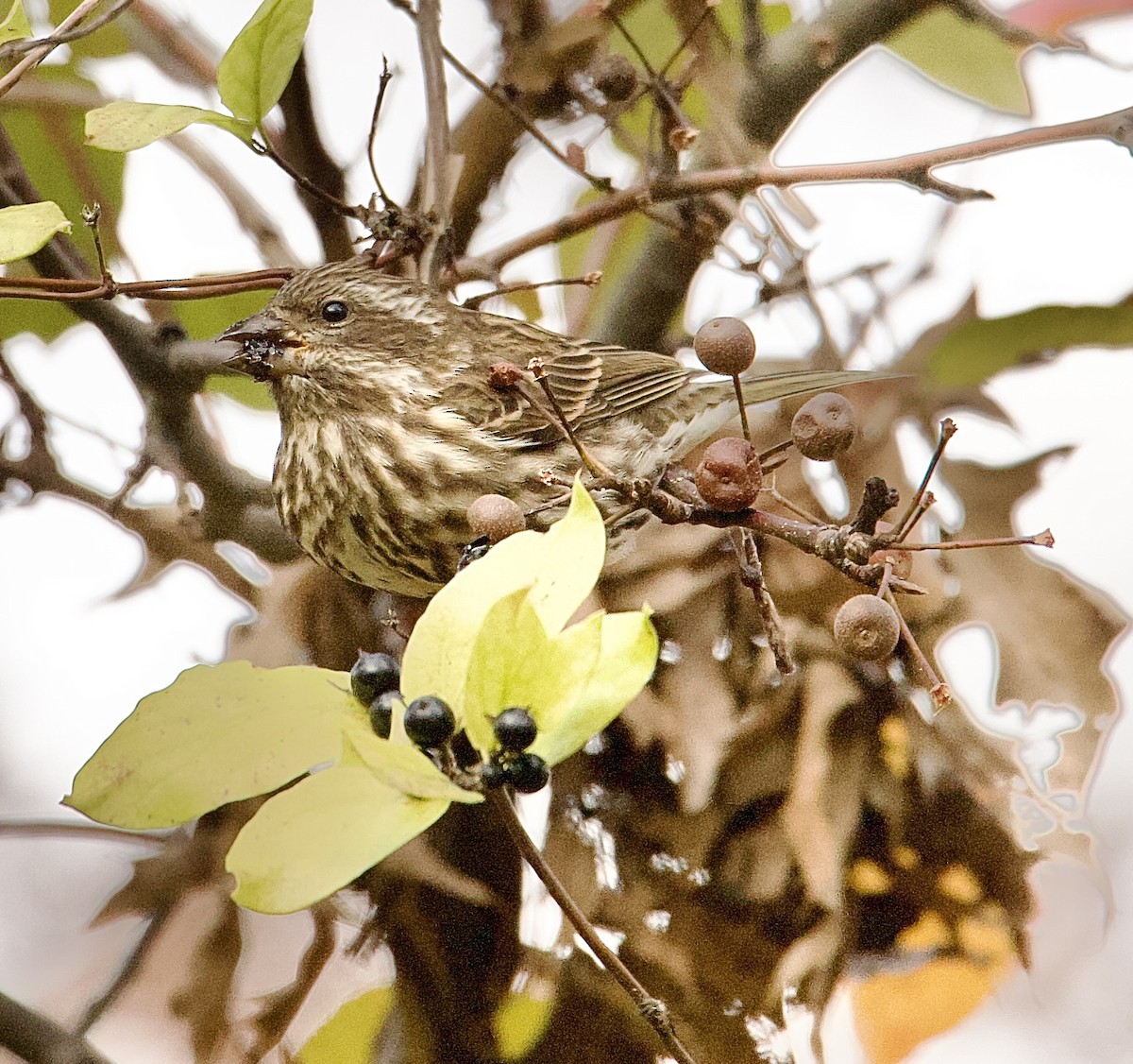 Camachuelo Purpúreo (purpureus) - ML645271867