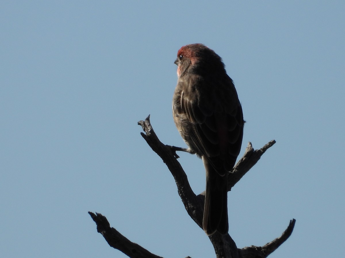 House Finch - ML645271868
