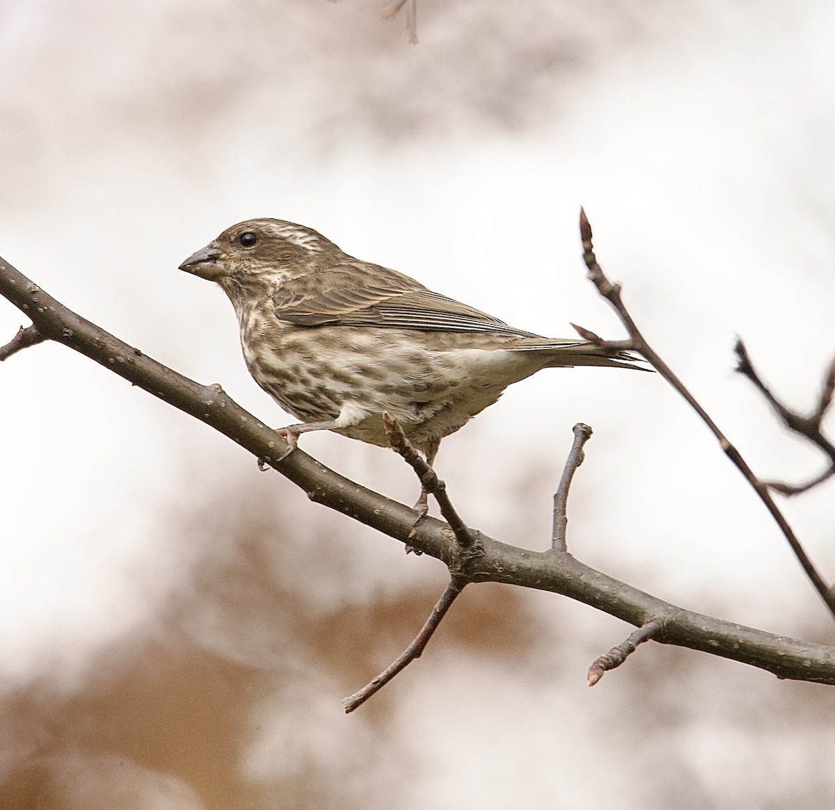 Camachuelo Purpúreo (purpureus) - ML645271869