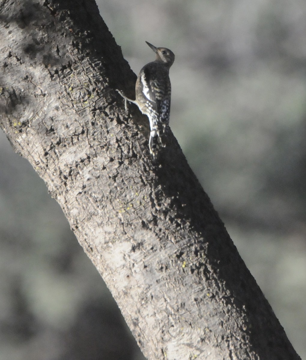 Yellow-bellied Sapsucker - ML645271878