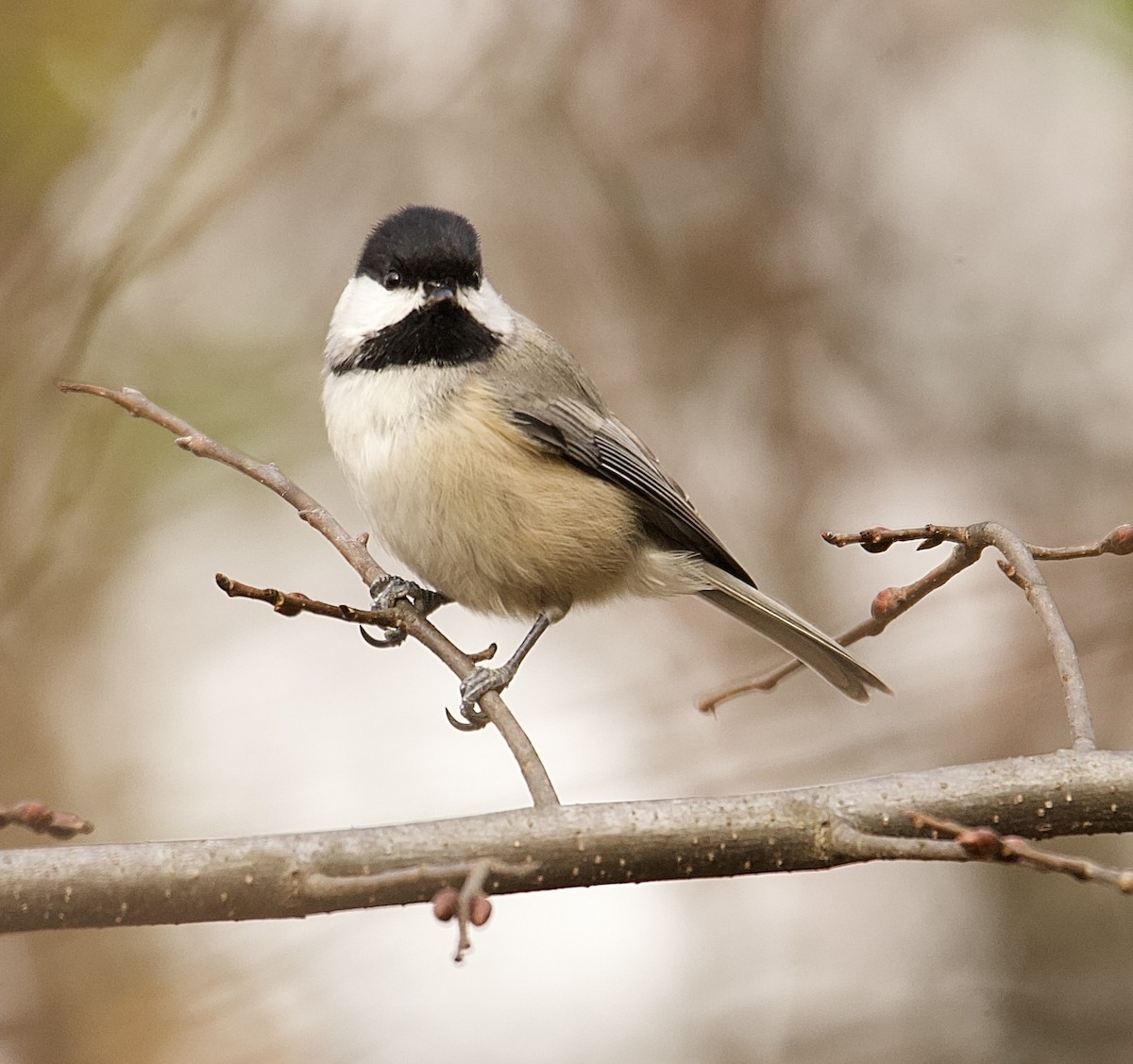 Carolina Chickadee - ML645271887