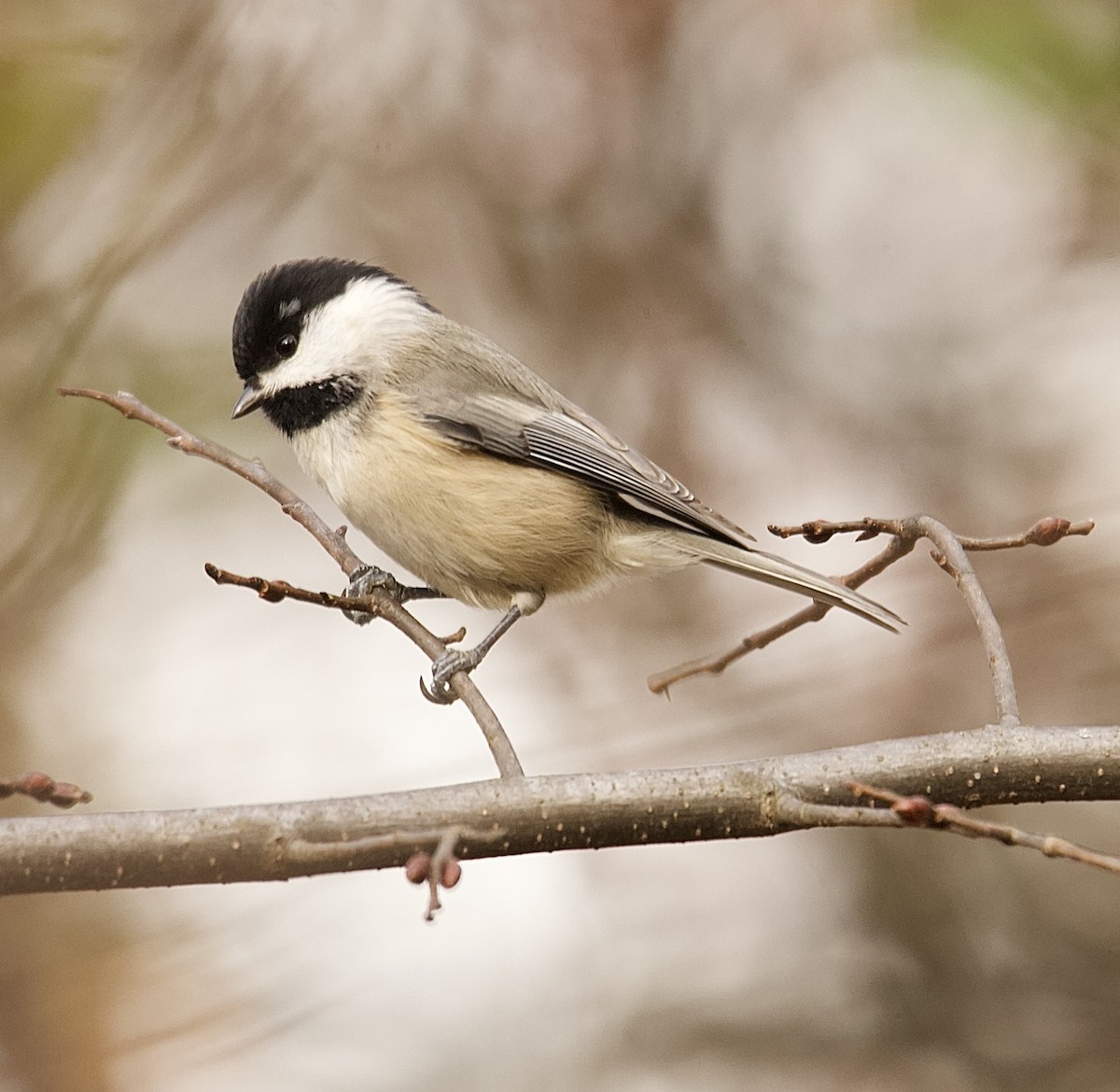 Carolina Chickadee - ML645271888