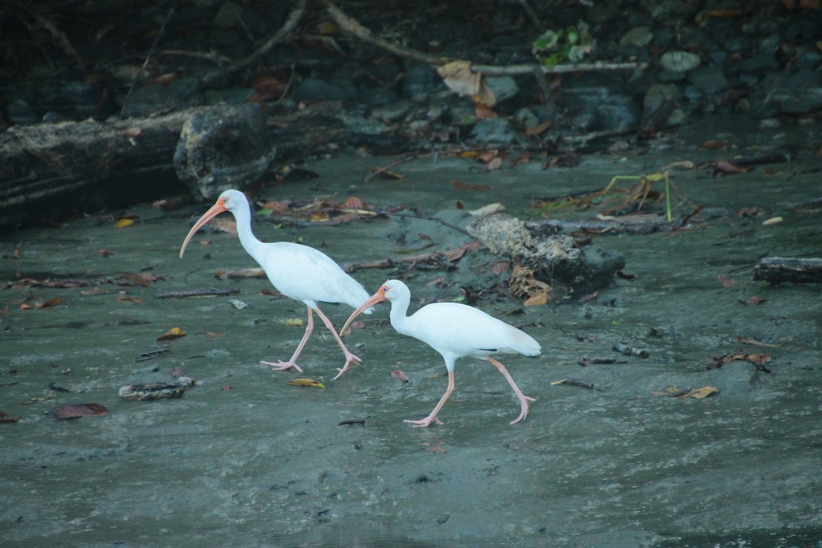 Ak Aynak - ML645271889