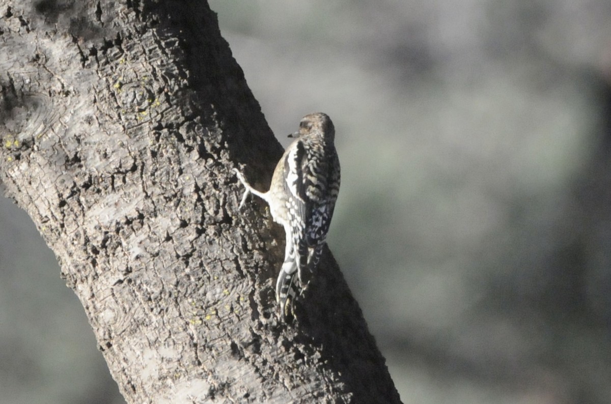 Yellow-bellied Sapsucker - ML645271907