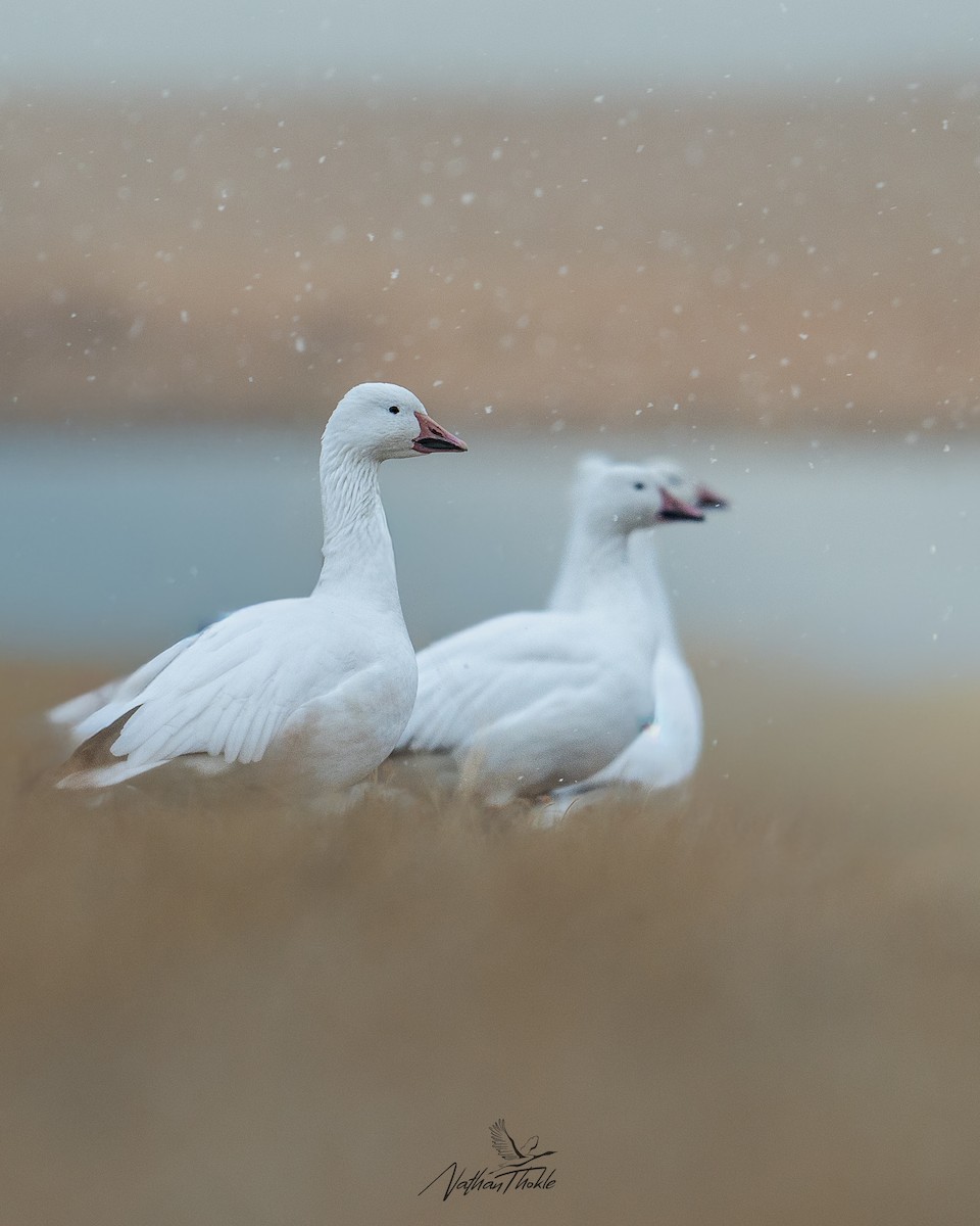 Snow Goose - ML645271934