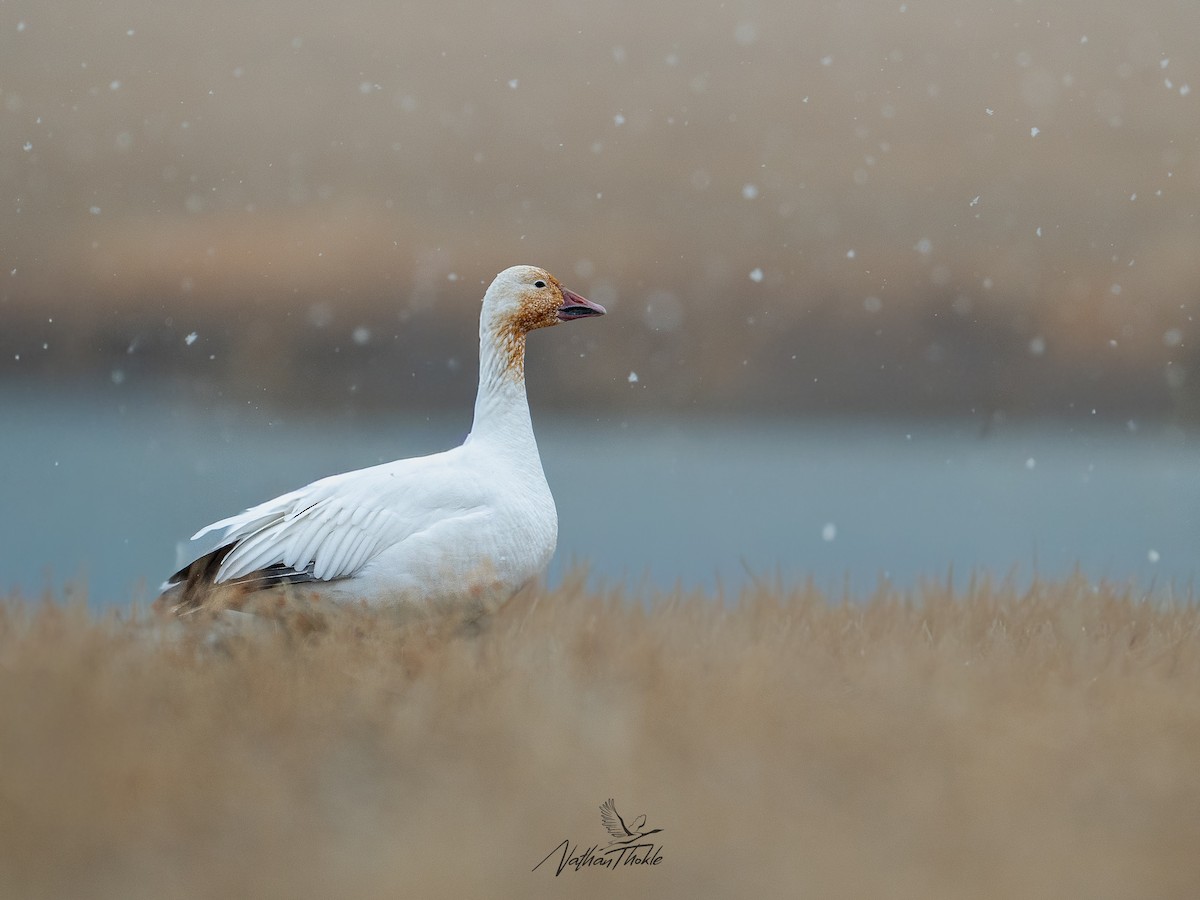 Snow Goose - ML645271935