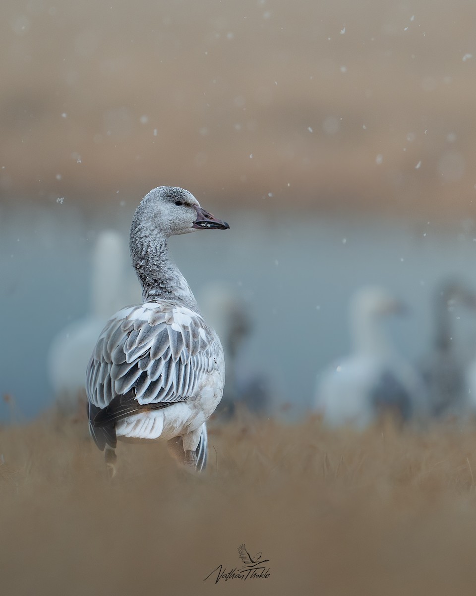 Snow Goose - ML645271937
