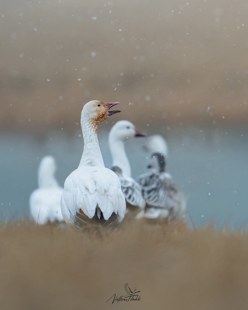 Snow Goose - ML645271938