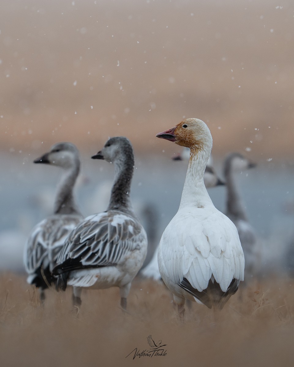 Snow Goose - ML645271939