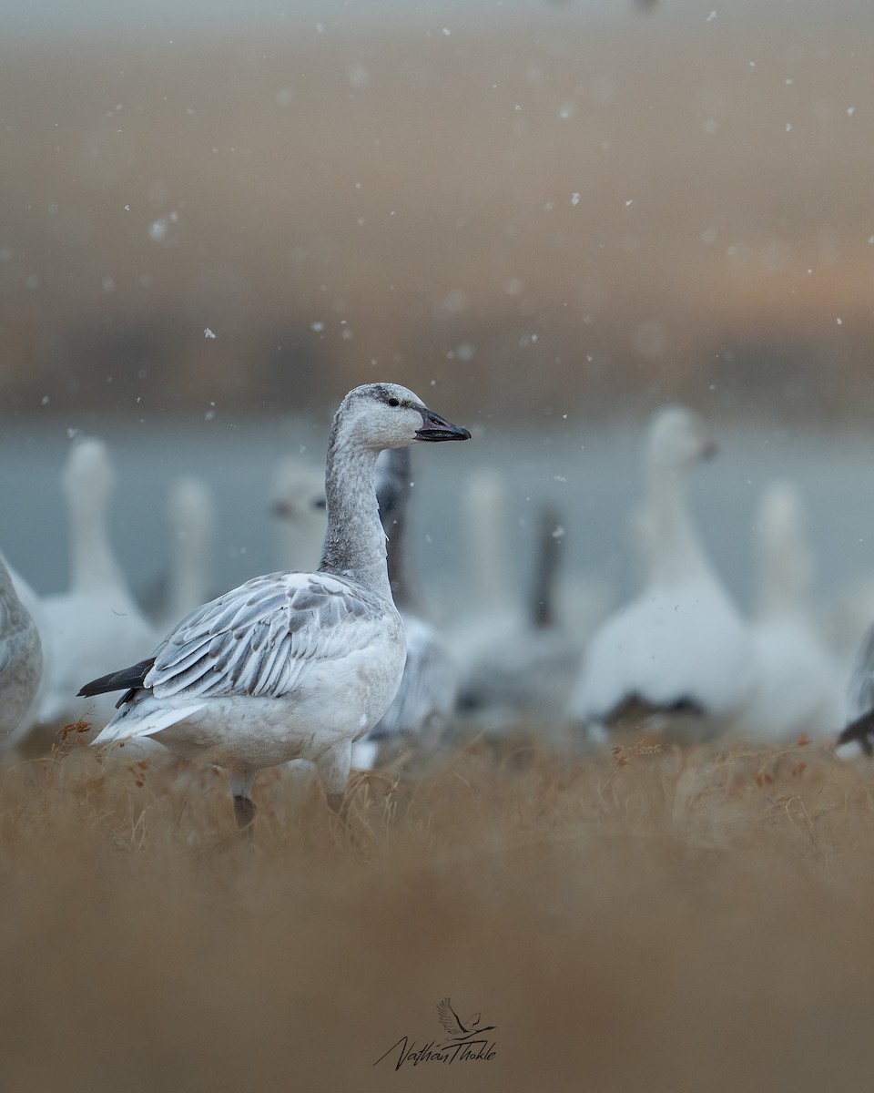 Snow Goose - ML645271940