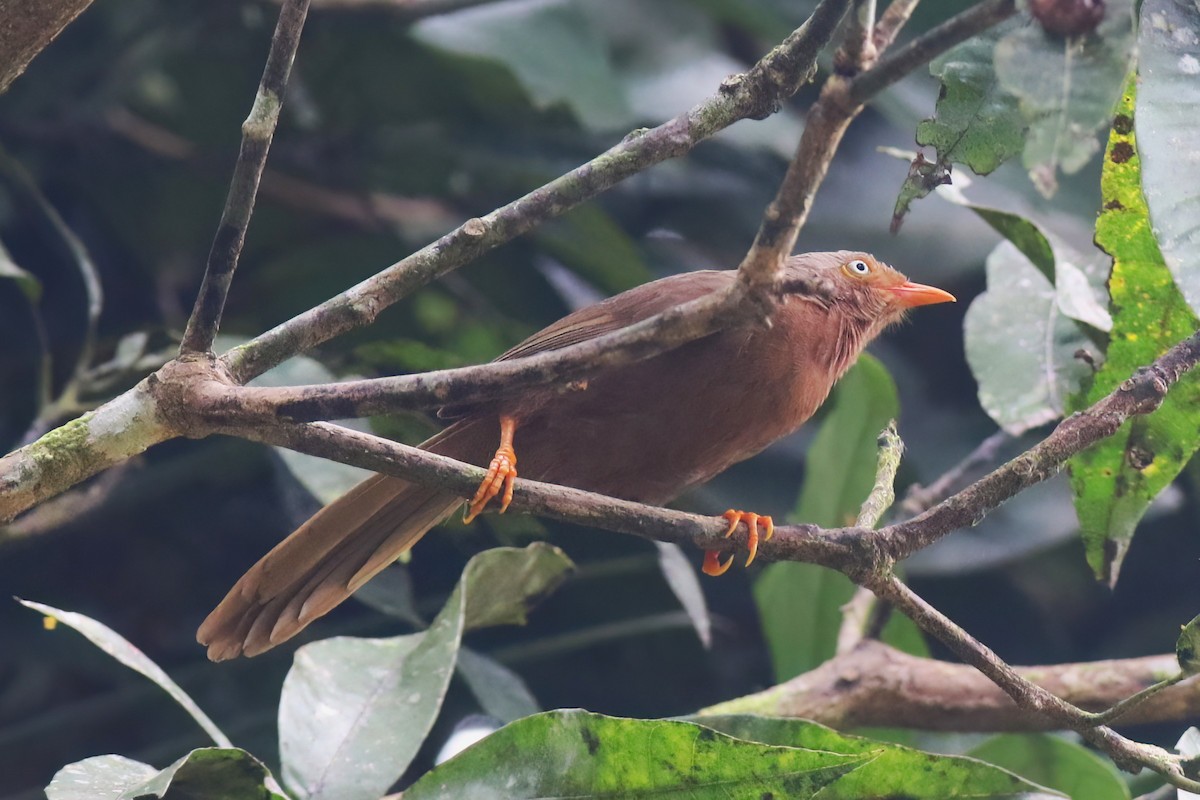 Orange-billed Babbler - ML645271943