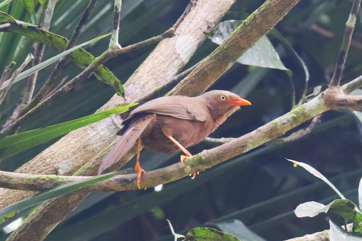 Orange-billed Babbler - ML645271944