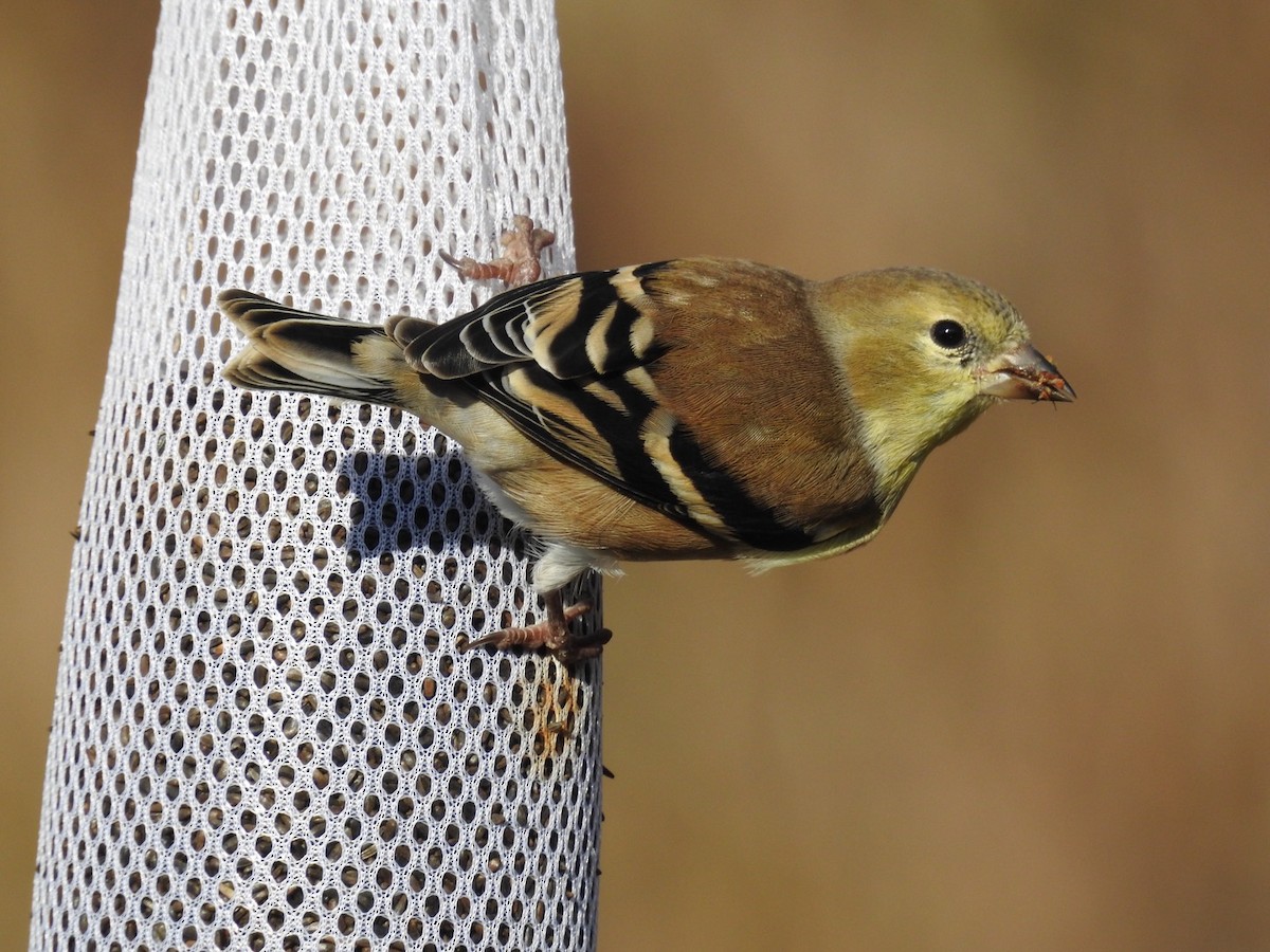 Altın İskete - ML645271957