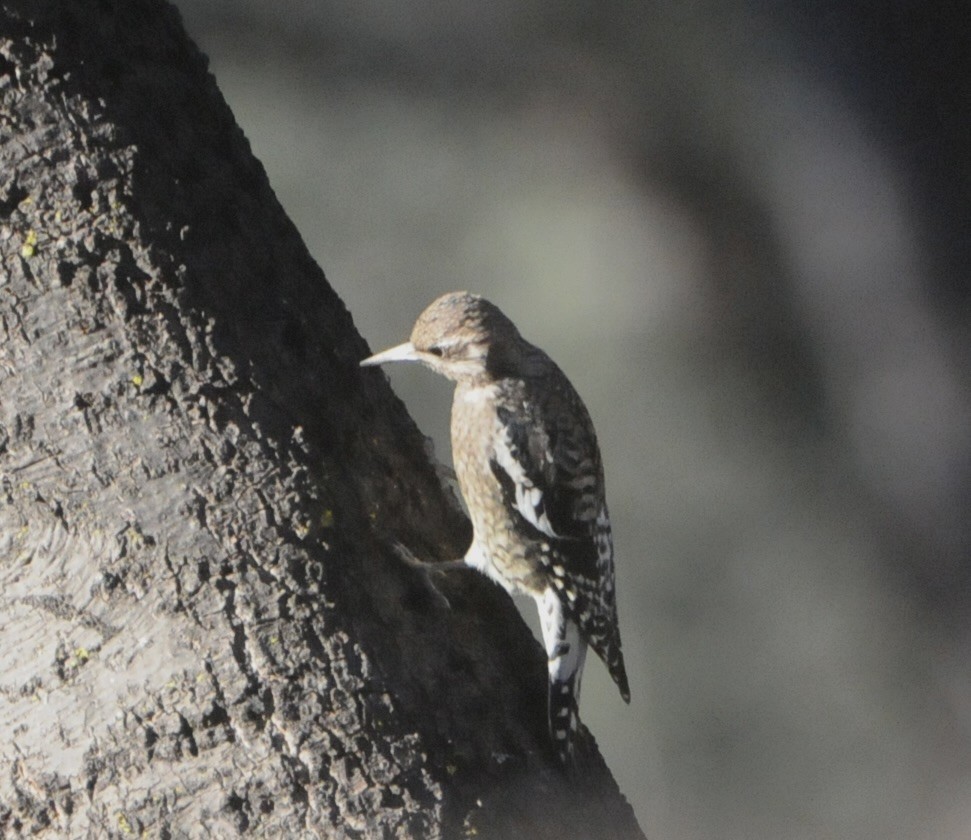 Yellow-bellied Sapsucker - ML645271964