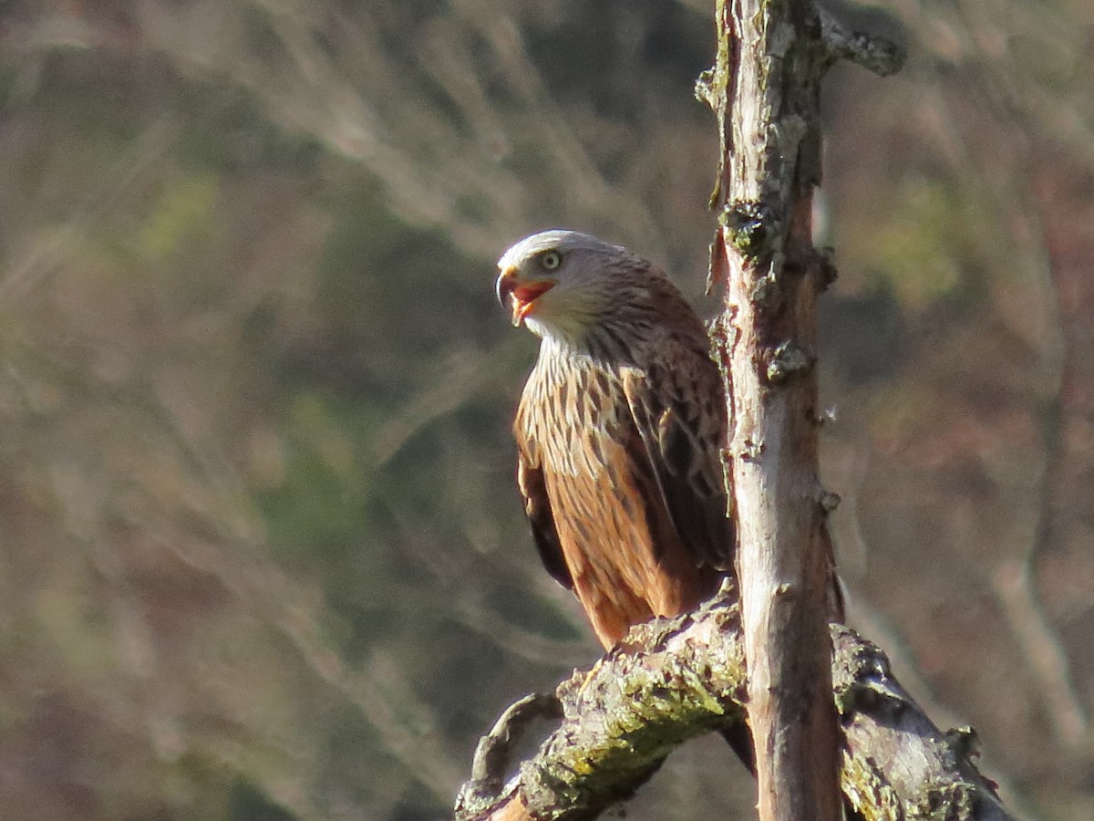 Kızıl Çaylak - ML645271969