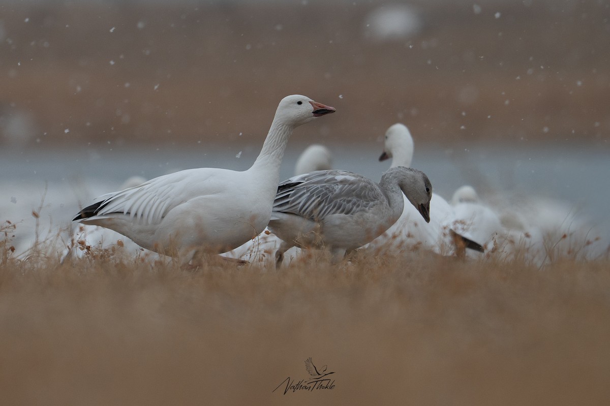 Snow Goose - ML645271972