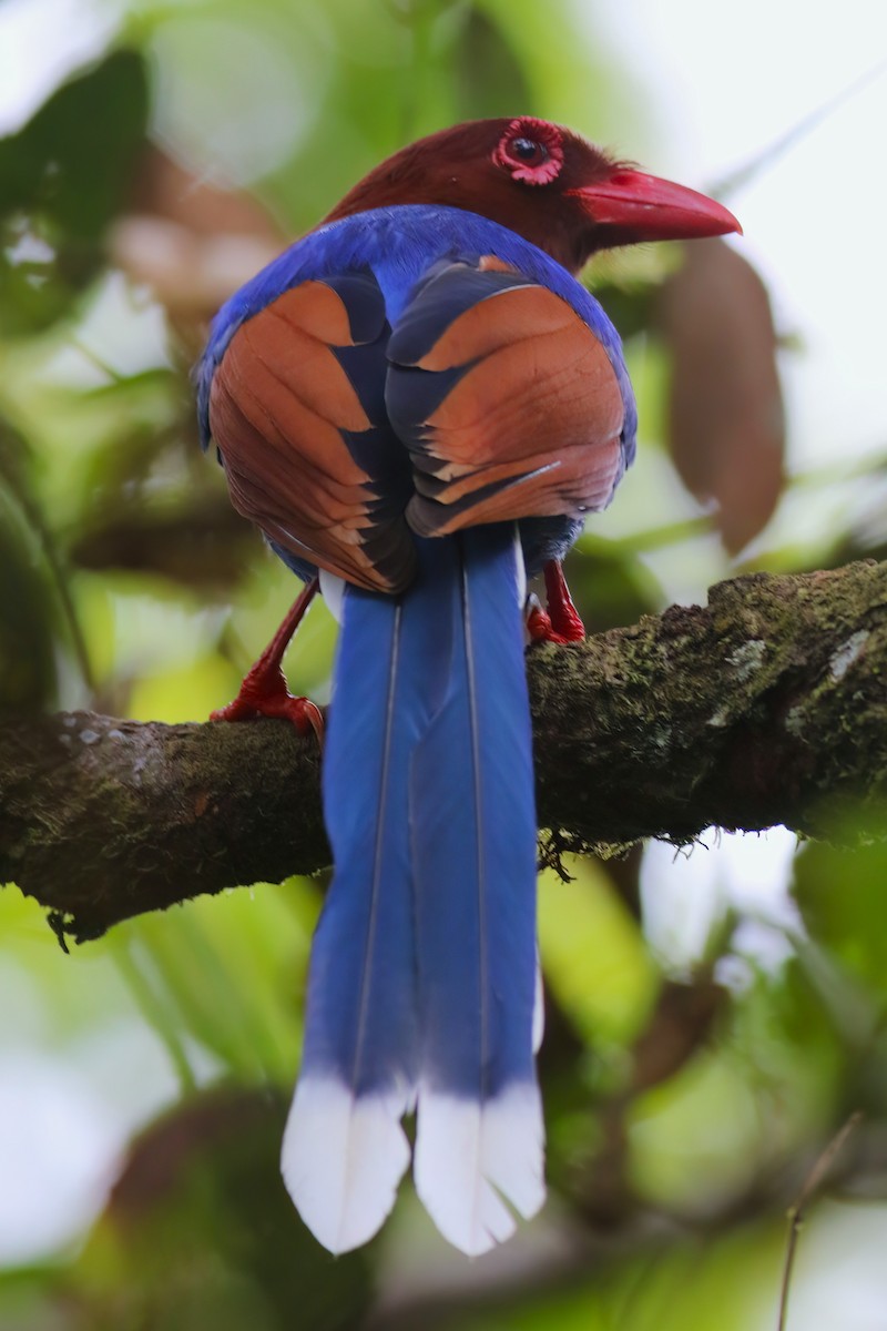 Sri Lanka Blue-Magpie - ML645271982