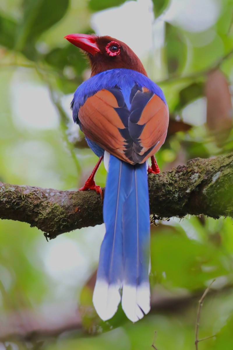 Sri Lanka Blue-Magpie - ML645271983