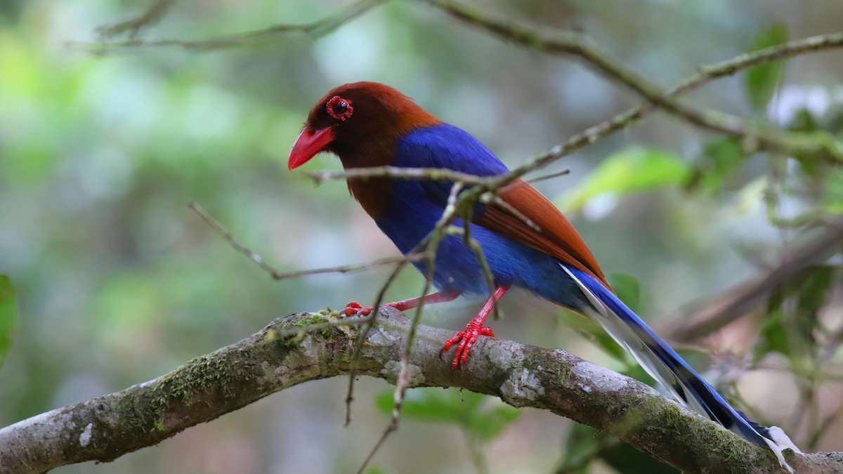 Sri Lanka Blue-Magpie - ML645271984