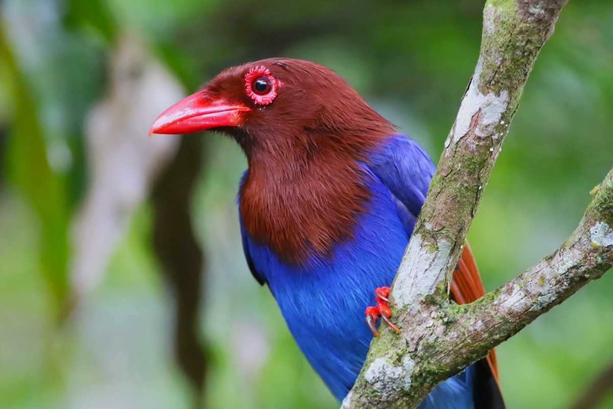Sri Lanka Blue-Magpie - ML645271985