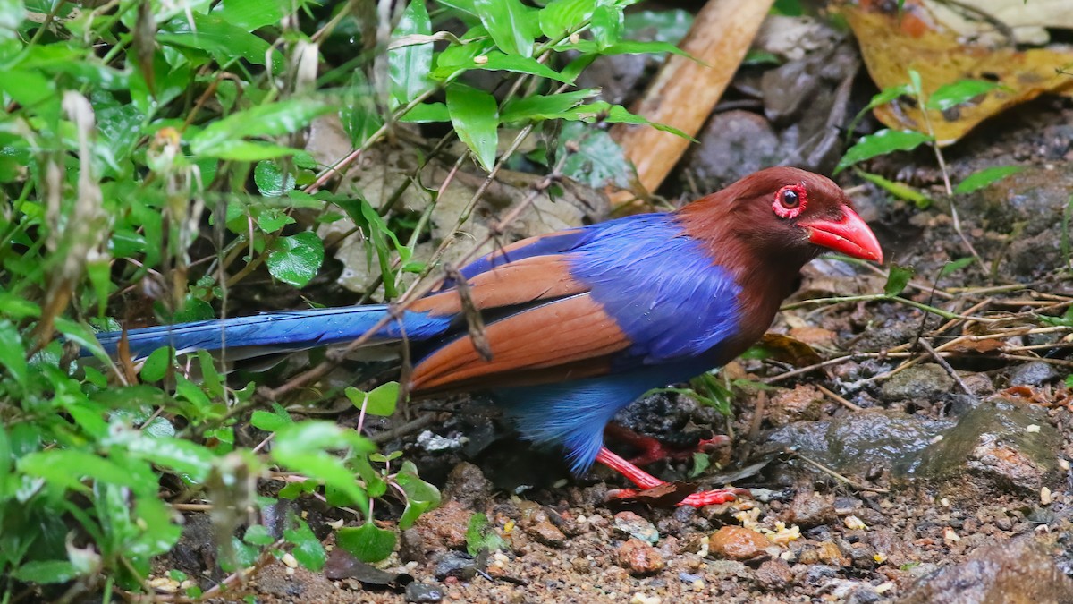 Sri Lanka Blue-Magpie - ML645271986