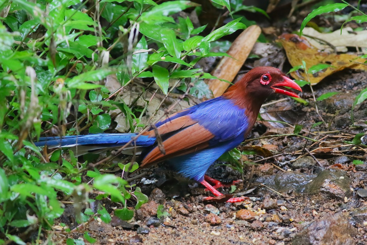 Sri Lanka Blue-Magpie - ML645271987
