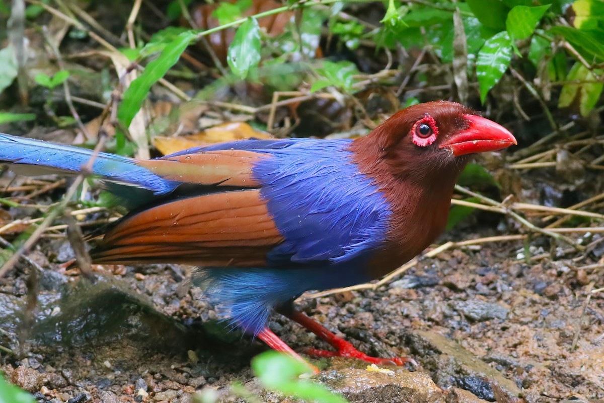 Sri Lanka Blue-Magpie - ML645271988