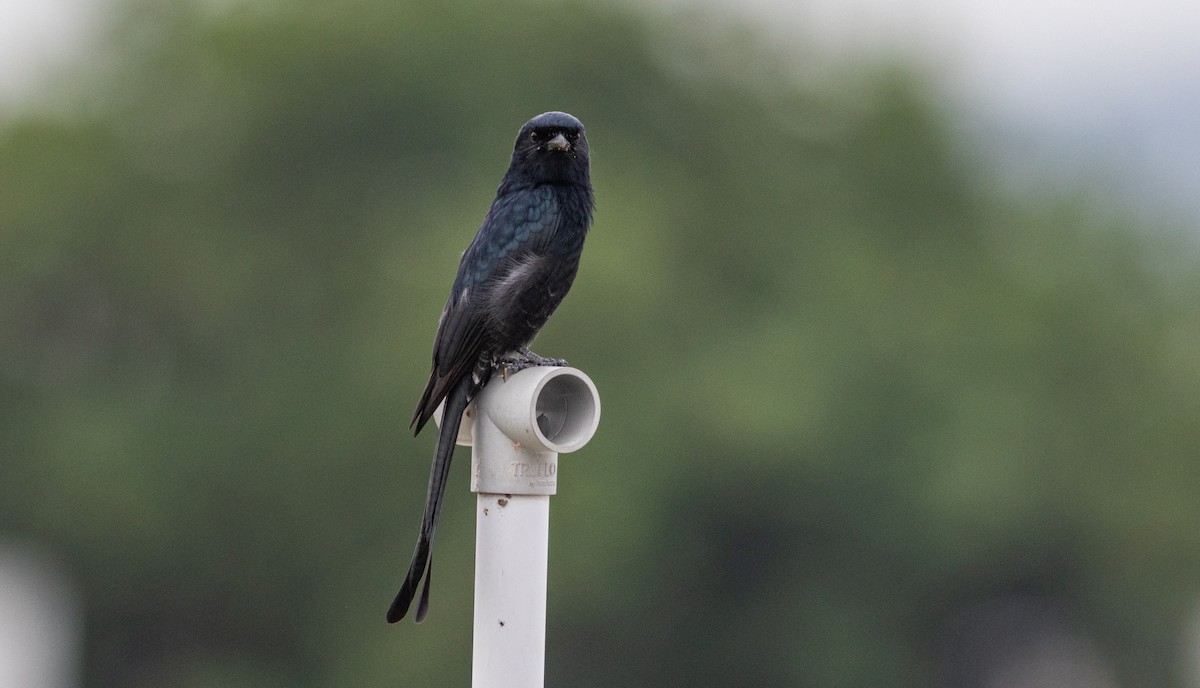 Black Drongo - ML645271994