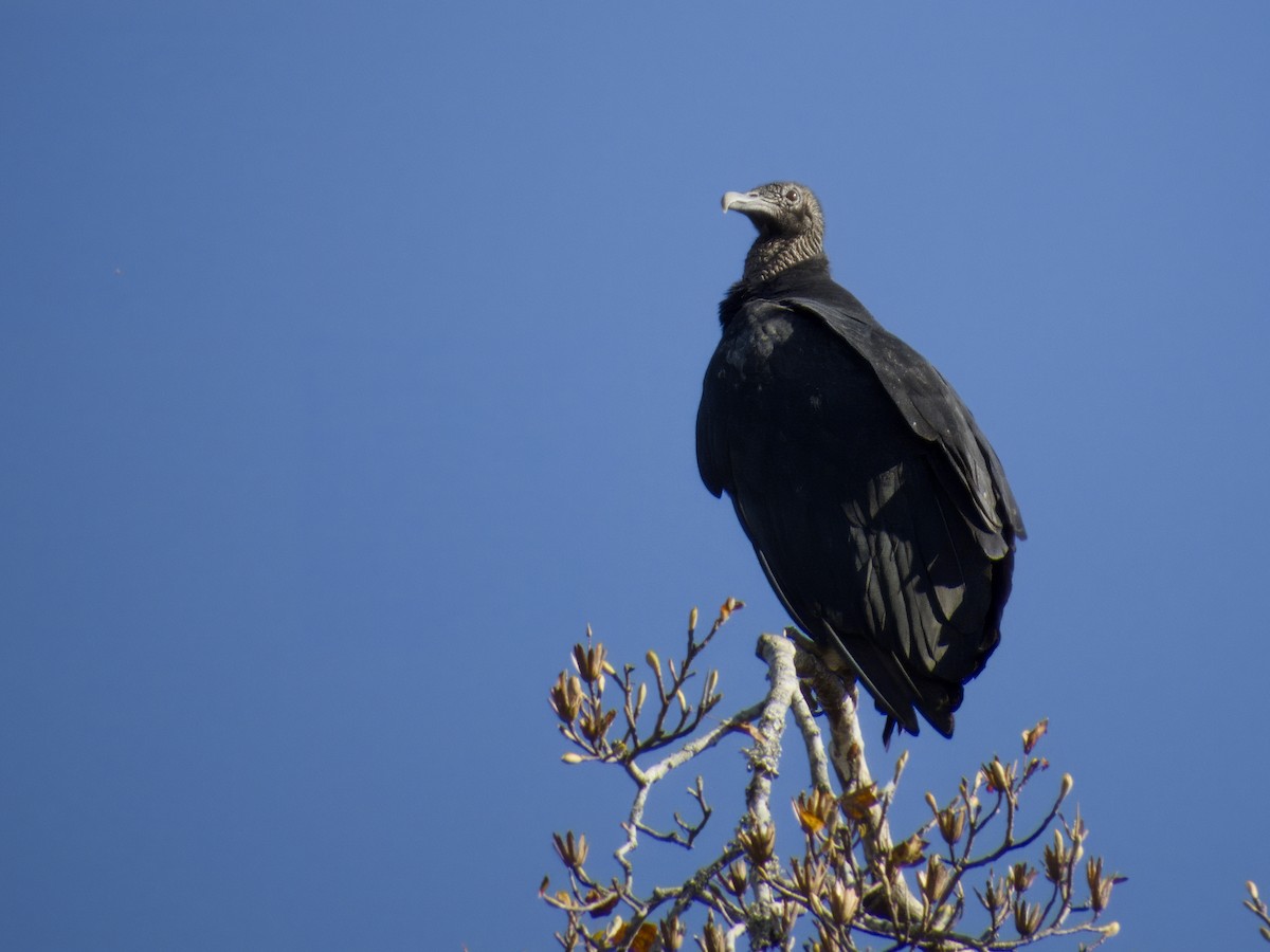 Black Vulture - ML645272017
