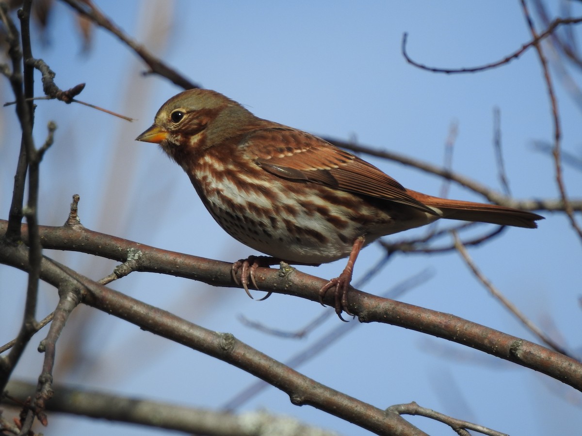 Fox Sparrow - ML645272018