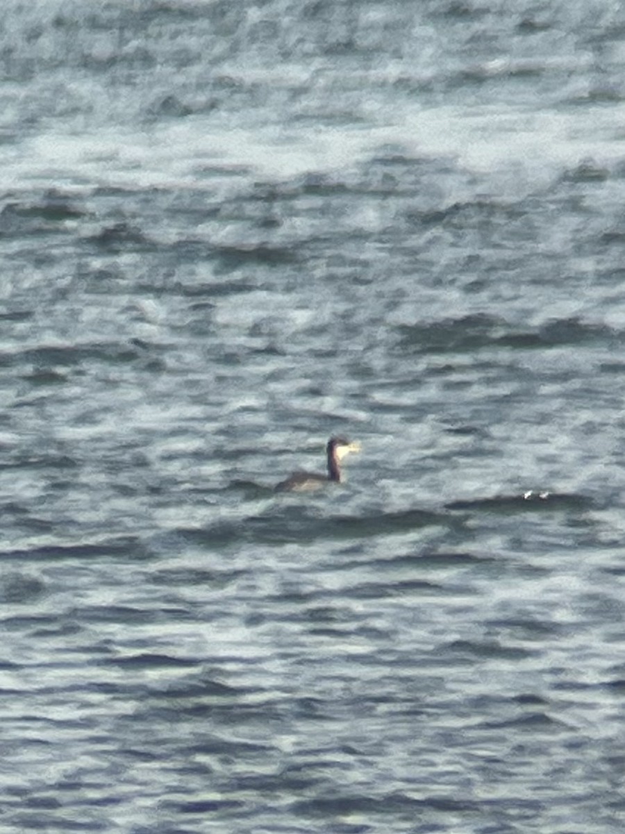 Red-necked Grebe - ML645272023