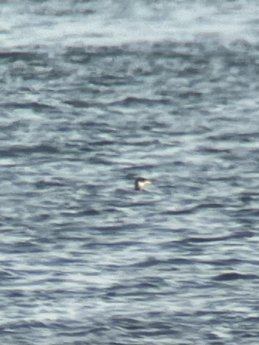 Red-necked Grebe - ML645272024