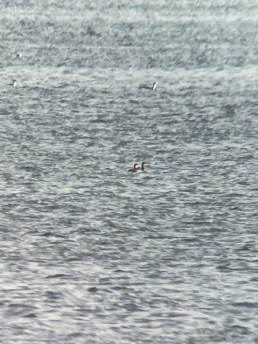 Red-necked Grebe - ML645272025