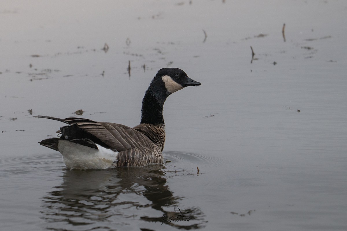 小加拿大雁 - ML645272029